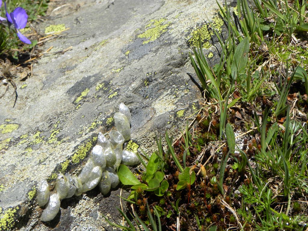 bozzoli? di quale insetto? Zygaena cfr. exulans